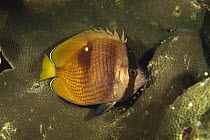Klein's Butterflyfish (Chaetodon kleinii), Manado, Sulawesi, Indonesia