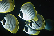 Eyepatch Butterflyfish (Chaetodon adiergastos) lining up for the services of a Blue-streaked Cleaner Wrasse (Labroides dimidiatus), Bali, Indonesia