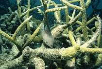 Threespot Damselfish (Eupomacentrus planifrons) living amidst Staghorn Coral (Acropora cervicornis) fish kills Coral polyps and feeds on algae, Venezuela