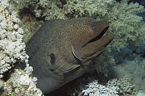 Blue-streaked Cleaner Wrasse (Labroides dimidiatus) working on a Giant Moray Eel (Gymnothorax javanicus), Red Sea, Egypt