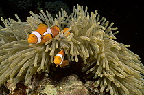 Blackfinned Clownfish (Amphiprion percula) guarding eggs laid beside their Magnificent Sea Anemone (Heteractis magnifica) host, Kimbe Bay, Papua New Guinea