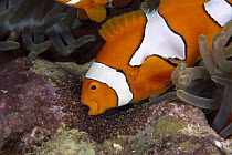 Blackfinned Clownfish (Amphiprion percula) tending eggs laid beside its Magnificent Sea Anemone (Heteractis magnifica) host, Kimbe Bay, Papua New Guinea