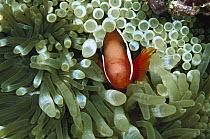 Dusky Anemonefish (Amphiprion latezonatus) living with a Bulb Tentacle Sea Anemone (Entacmaea quadricolor), Manado, North Sulawesi, Indonesia