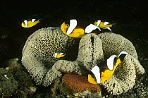 Saddleback Anemonefish (Amphiprion polymnus) living with Haddon's Sea Anemone (Stichodactyla haddoni) note Red Anemonefish eggs on rock in front of Sea Anemone, Papua New Guinea