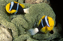 Orange-fin Anemonefish (Amphiprion chrysopterus) pair with Sea Anemone, Milne Bay, Papua New Guinea
