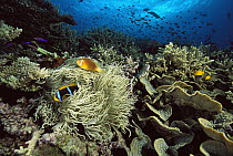 White-bonnet Anemonefish (Amphiprion leucokranos) and an Orange-fin Anemonefish (Amphiprion chrysopterus) occupying the same sea anemone, Milne Bay, Papua New Guinea