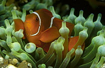 Spine-cheek Anemonefish (Premnas biaculeatus) lives only with the Bulb Tentacle Sea Anemone (Entacmaea quadricolor), Milne Bay, Papua New Guinea