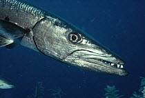 Great Barracuda (Sphyraena barracuda) portrait, South Caicos Island, British West Indies, Caribbean