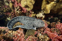 Wolf Eel (Anarrhichthys ocellatus) female sits on a bed of Strawberry Anemones (Corynactis californica), British Columbia, Canada