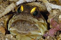 Spotfin Jawfish (Opistognathus sp) male protectively incubating a clutch of eggs in his mouth, Manado, North Sulawesi, Indonesia