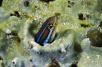 Blue-striped Blenny (Plagiotremus rhinorhynchos) peering out of abandoned worm hole in coral, Manado, Sulawesi, Indonesia