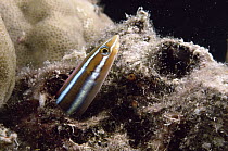 Blue-striped Blenny (Plagiotremus rhinorhynchos), Queensland, Australia
