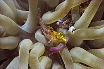 Diamond Blenny (Malacoctenus boehlkei) in tentacles of anemone, British Virgin Islands, Caribbean