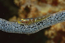 Whip Coral Goby (Bryaninops youngei) on eggs, Sulawesi, Indonesia