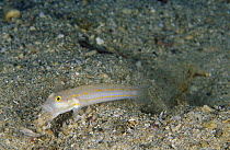 Orange-dashed Goby (Valenciennea puellaris) spitting out a mouthful of sand it has excavated from its burrow, Kimbe Bay, West New Britain, Papau New Guinea