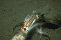 Winter Flounder (Pleuronectes americanus) eating a Boreal Squid (Illex illecebrosus), Lubec, Maine