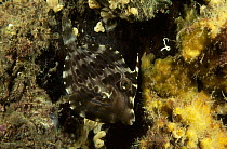 Mosaic Leatherjacket (Eubalichthys mosaicus) juvenile changing colors, Edithburgh jetty, South Australia, sequence 3 of 3