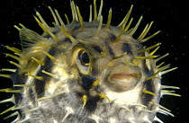 Porcupinefish (Diodon nicthemerus) swallows water to puff itself up and points its spines outward as a defense against predators, South Australia