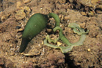 Spoon Worm (Metabonellia haswelli), Edithburgh, Australia