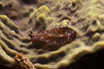 Flatworm (Pseudobiceros bedfordi) crawling across coral, Great Barrier Reef, Australia