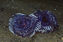 Hard Tube Coco Worm (Protula magnifica) pair filter feeding, Bali, Indonesia