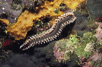 Marine Fireworm (Hermodice carunculata), Bonaire, Caribbean