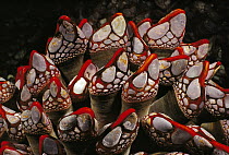 Leaf Barnacle (Pollicipes polymerus) group, Nakwakto Rapids, British Columbia, Canada