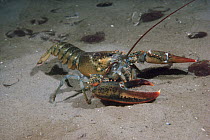 American Lobster (Homarus americanus), Rockport, Maine