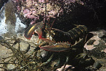 American Lobster (Homarus americanus), York, Maine