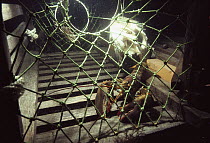 American Lobster (Homarus americanus) in trap, York, Maine