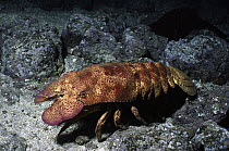 Galapagos Slipper Lobster (Scyllarides astori) portrait, Jervis Island, Galapagos Islands, Ecuador