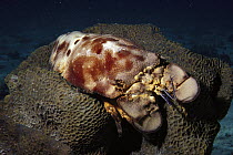 Spanish Slipper Lobster (Scyllarides aequinoctialis), South Caicos, British West Indies, Caribbean