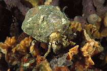 Rock Hermit Crab (Cancellus typus) makes its home by boring into a small stone instead of using a snail's shell, Edithburgh, South Australia