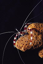 Banded Coral Shrimp (Stenopus hispidus) with long antennae, Bonaire, Caribbean