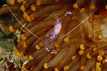 Appoloosa Shrimp (Periclimenes holthuisi) female carrying eggs on abdomen, Lembeh Strait, Indonesia