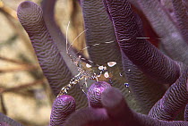 Spotted Cleaner Shrimp (Periclimenes yucatanicus) on Sea Anemone, Bonaire