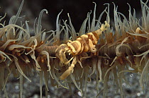 Black Coral Shrimp (Pontonides unciger) living on a black Coral Sea whip (Cirripathes sp), Milne Bay, Papua New Guinea