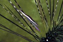 Needle Shrimp (Stegopontonia commensalis) lives among the sharp protective spines of a Long Spine Sea Urchin host (Diadema setosum), Bali, Indonesia
