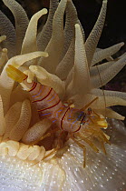 Clown Shrimp (Lebbeus grandimanus) living with a Fernald Brooding Anemone (Cribrinopsis fernaldi), British Columbia, Canada