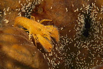 Snapping Shrimp (Alpheus sp), Edithburgh, Australia