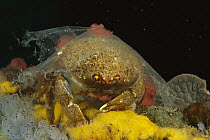 Sponge Crab (Austrodromidia octodentata) with clear plastic over its shell instead of a sponge, Edithburgh, Australia