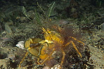 Spider Crab (Majidae) attaches pieces of algae to shell to provide camouflage, Edithburgh, Australia