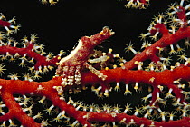 Crab (Xenocarcinus sp) living on a Gorgonian Sea Fan, Milne Bay, Papua New Guinea