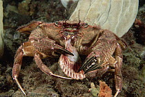Rock Crab (Nectocarcinus integrifrons) eating a scallop, Edithburgh, South Australia