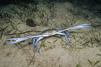 Blue Swimming Crab (Portunus pelagicus) with its claws spread wide in a defensive posture, Edithburgh, South Australia, Australia