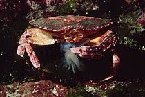 Red Rock Crab (Cancer productus) eating a Lion Nudibranch (Melibe leonina), Vancouver Island, British Columbia, Canada
