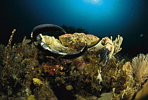 Australian Giant Crab (Pseudocarcinus gigas) showing large claws, Tasmania, Australia