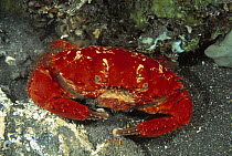 Splendid Pebble Crab (Etisus splendidus) photographed at night, Bali, Indonesia