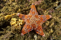 Firebrick Sea Star (Asterodiscides truncatus) portrait, underwater, Jarvis Bay, New South Wales, Australia