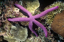 Common Comet Star (Linckia guildingii) in an unusual lavender color variation, it is typically beige or yellowish in color, Manado, North Sulawesi, Indonesia